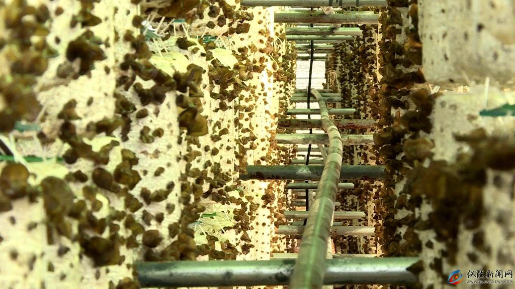 建坤种植黑木耳专业合作社,黑木耳种植助脱贫