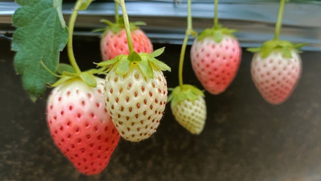 荣获中国绿色食品认证,获得绿色食品认证