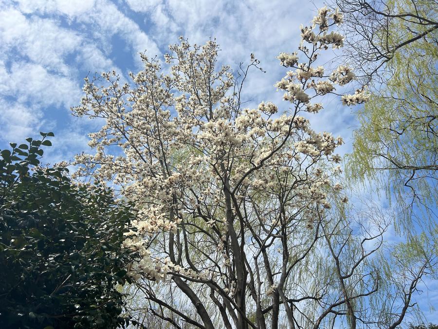 人文青岛特别策划|人间四月天，芳菲山海间——春花漫天遍野，追溯青岛花海背后的人文气息和吸引力法则