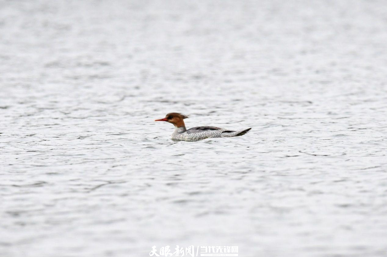 千园之城贵阳公园,千园之城贵阳绝美视频
