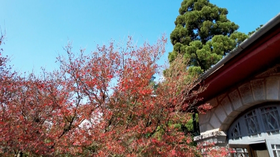 庐山花径红枫,庐山花径樱花