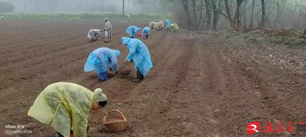 丹参种植经济效益,丹参致富