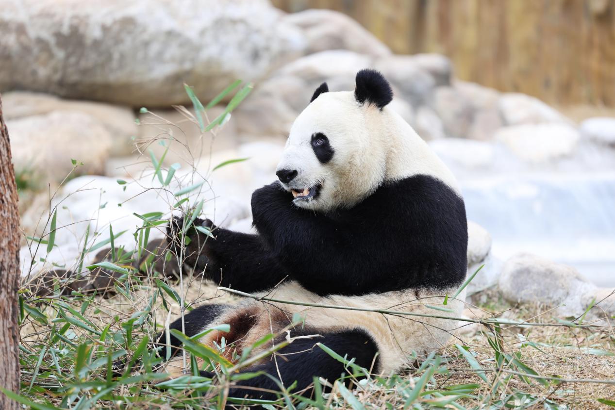 隆基绿能28号发布会,隆基绿能2021会议