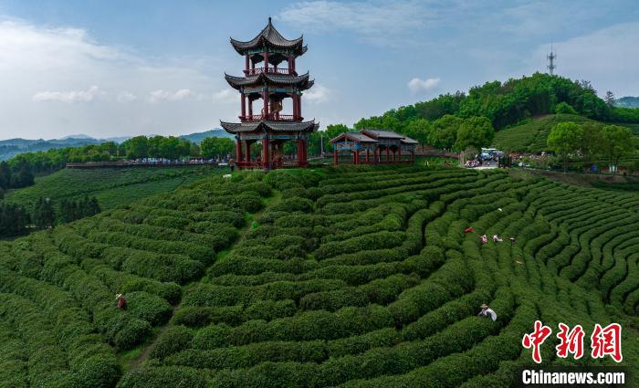 湖北谷城高山生态茶,谷城名茶排名前十的茶