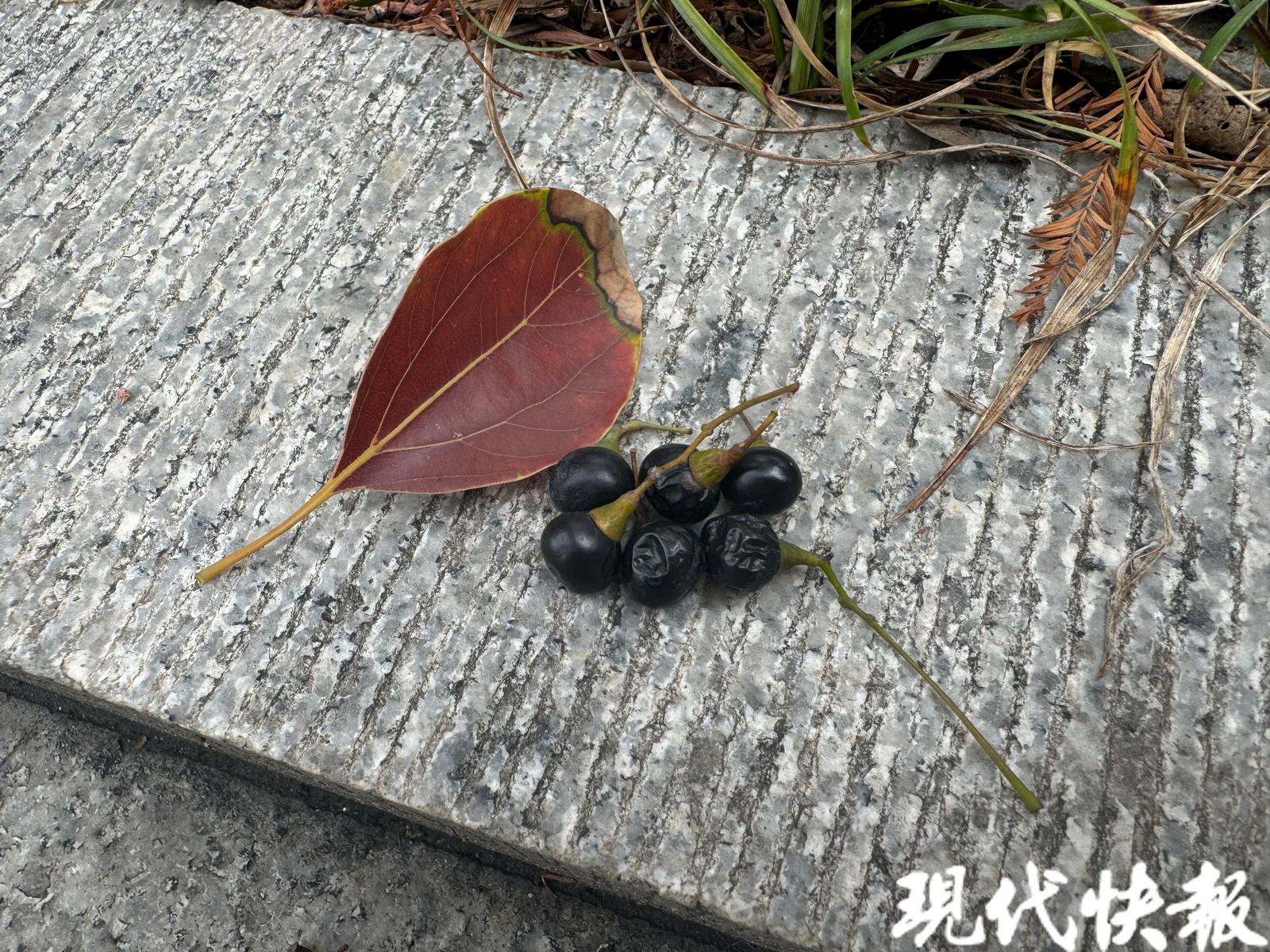 香樟树被蹭掉一块皮怎么补救,怎样除掉成年香樟树果子