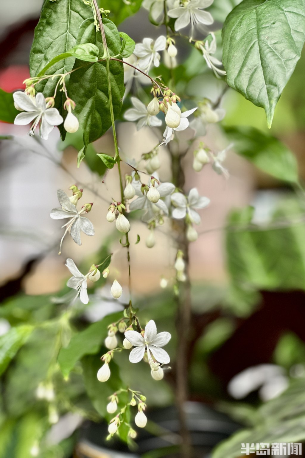 青岛高档绿植花卉,青岛春天的花卉