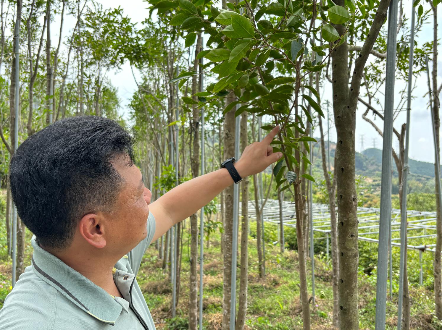 惠州绿棋沉香怎么样,惠东绿棋楠沉香礼盒