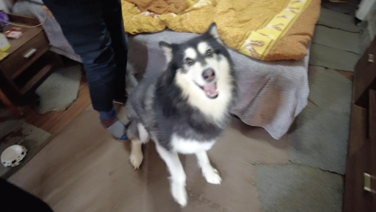 租客养狗闹派出所,租客两只金毛