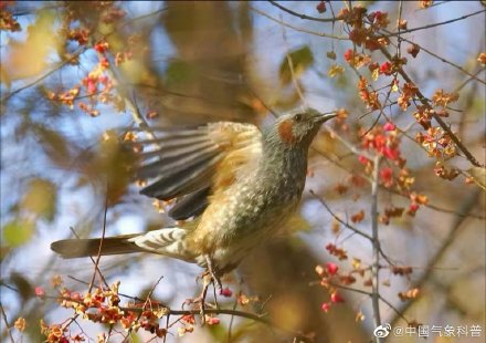 早起的鸟儿有虫吃下一句是啥,早起的鸟儿有虫吃