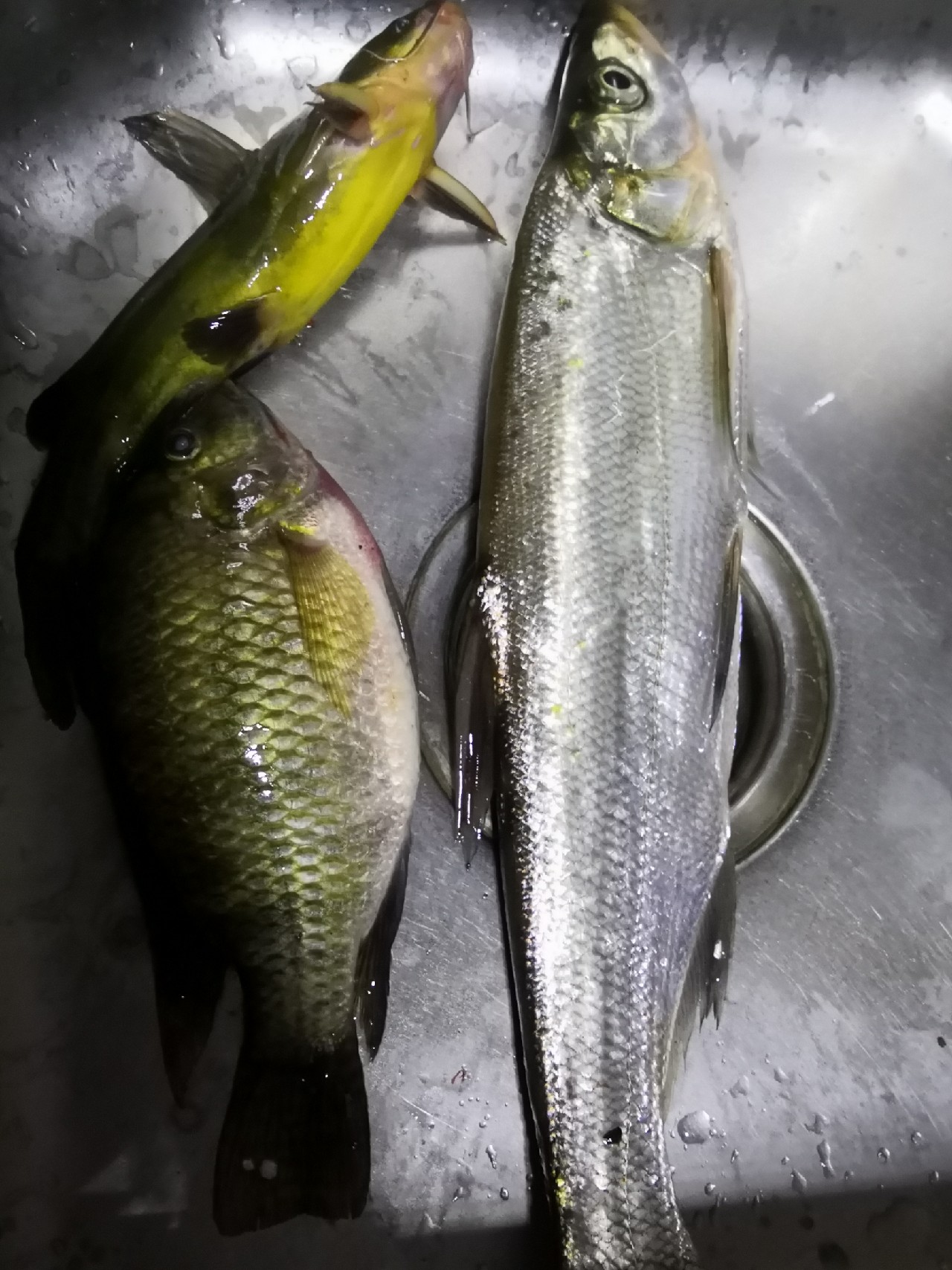 梅子姐这次选了没有打窝的钓位，渔获究竟如何呢