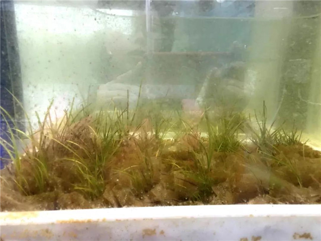 威海蓝碳科技,威海南海蓝碳