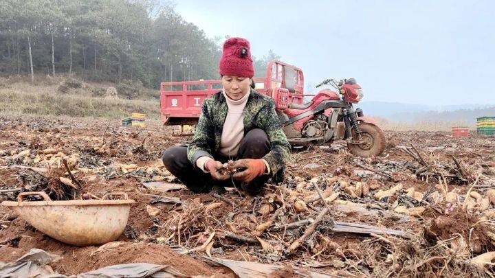 高山雪莲果丰收了,雪莲果丰收时节