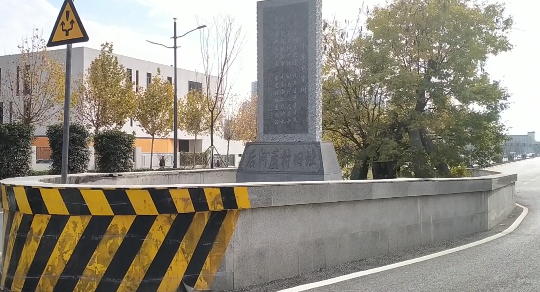 皂角树郑州,郑州桐柏路千年皂角树