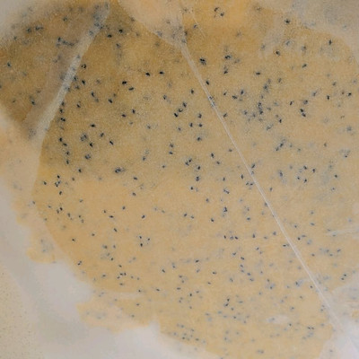 黄油小饼干制作教程,如何做黄油小饼干