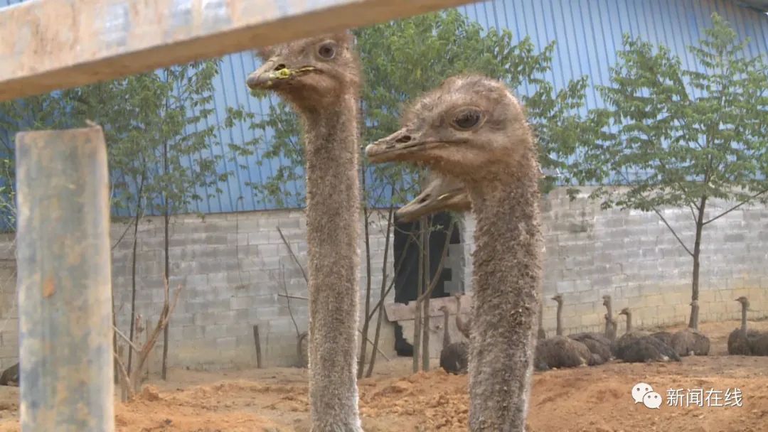 视频广西数十只鸵鸟凌晨上街狂奔,广西街头成群鸵鸟越狱街头狂奔