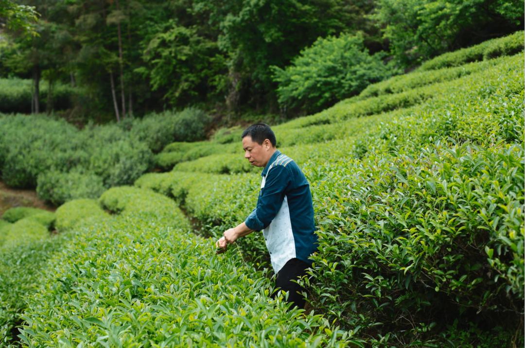 武夷岩茶的崛起,武夷岩茶新一代领军人物