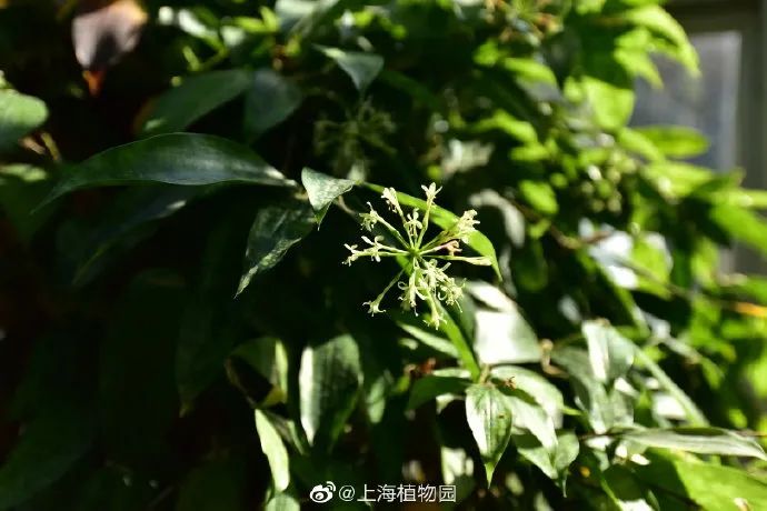短叶虎尾兰的独特特征,金边虎尾兰百合科虎尾兰属植物