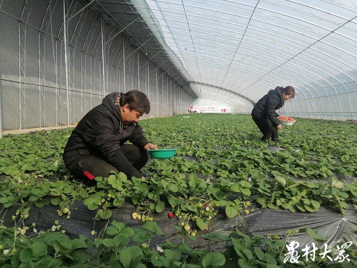 按月付息，按年还本，在邹城种草莓也能“按揭”了