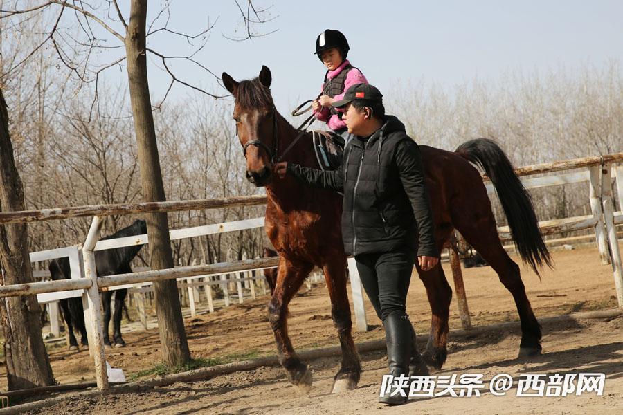 马术教练教学生视频,马术教练教你认识各种马