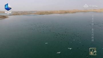 滴！跟着CCTV的镜头打卡*疆新**之春