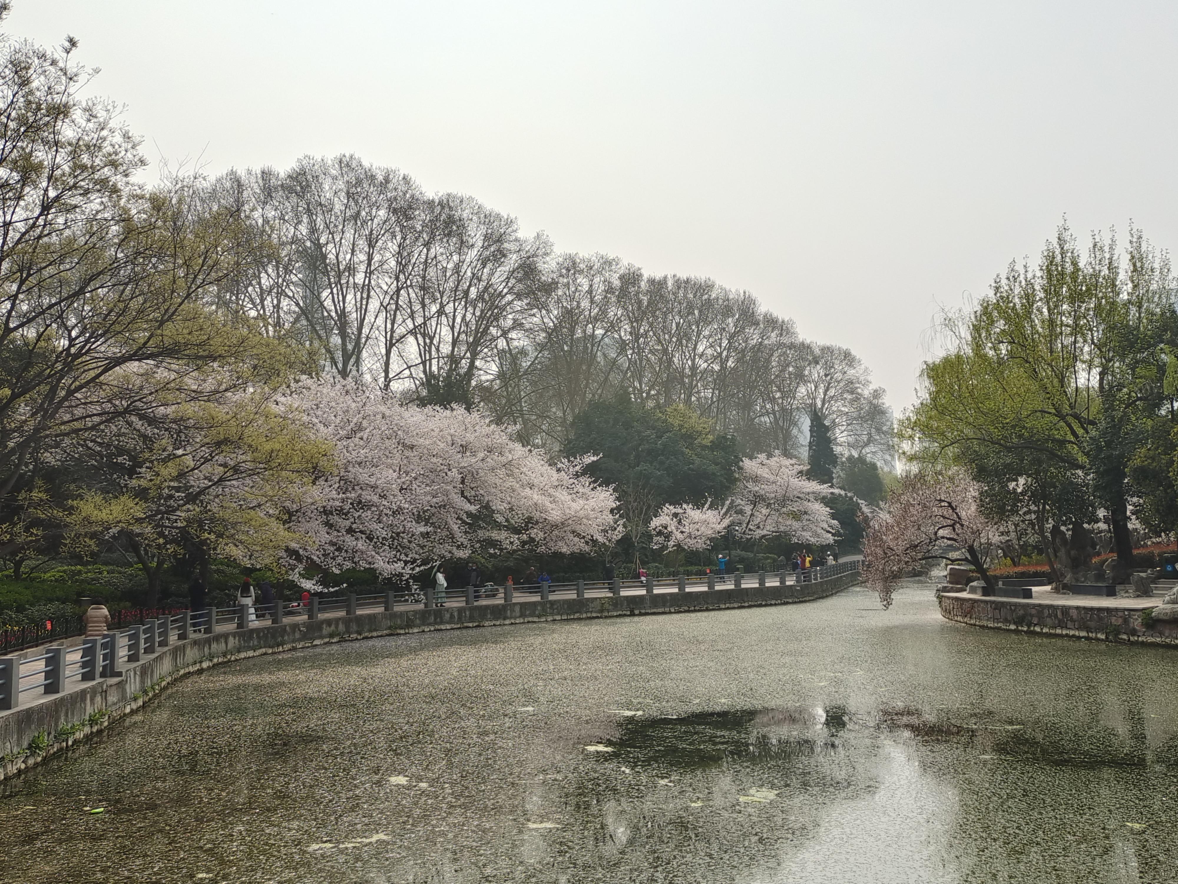 为啥古代的樱花诗较少？目前樱花品种多为“舶来品”