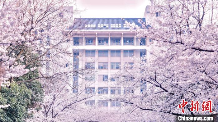 樱花的花期到底有多久,樱花的花期一共有几天