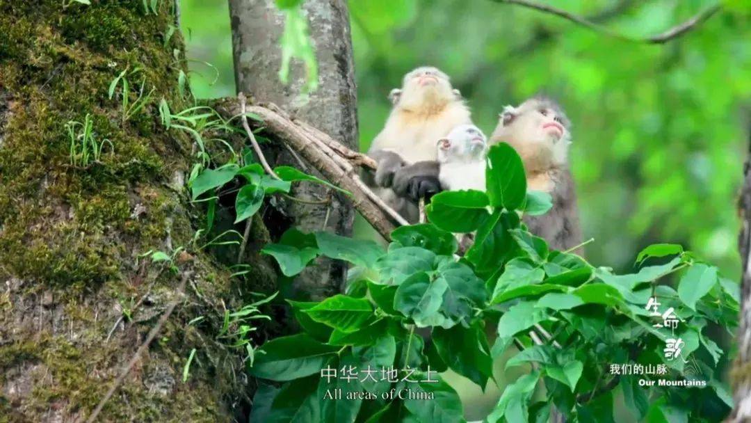 中国人独有的浪漫纪录片,中国人特有的浪漫纪录片