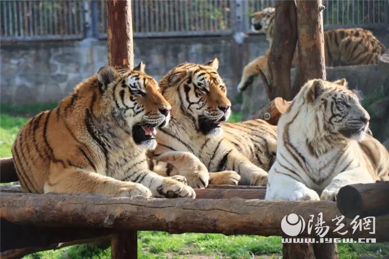 秦岭野生动物园什么时候抖音直播,西安秦岭动物园免费预约入口官网