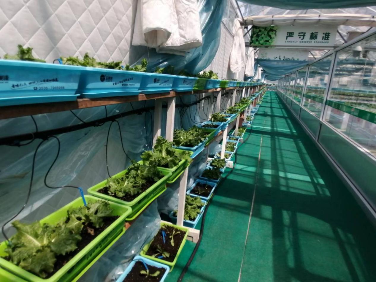 从空壳村逆袭为示范村,从贫困村到乡村蝶变