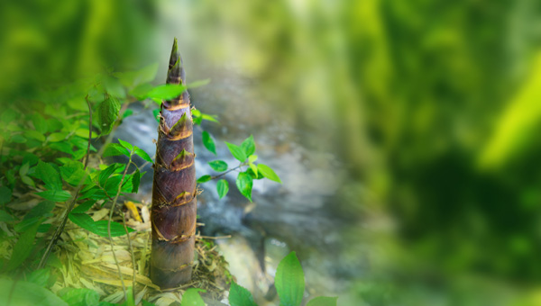 比春笋好的笋,形容春笋长得快