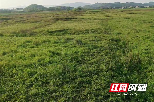 嘉禾县塘村镇砠背村,嘉禾振兴