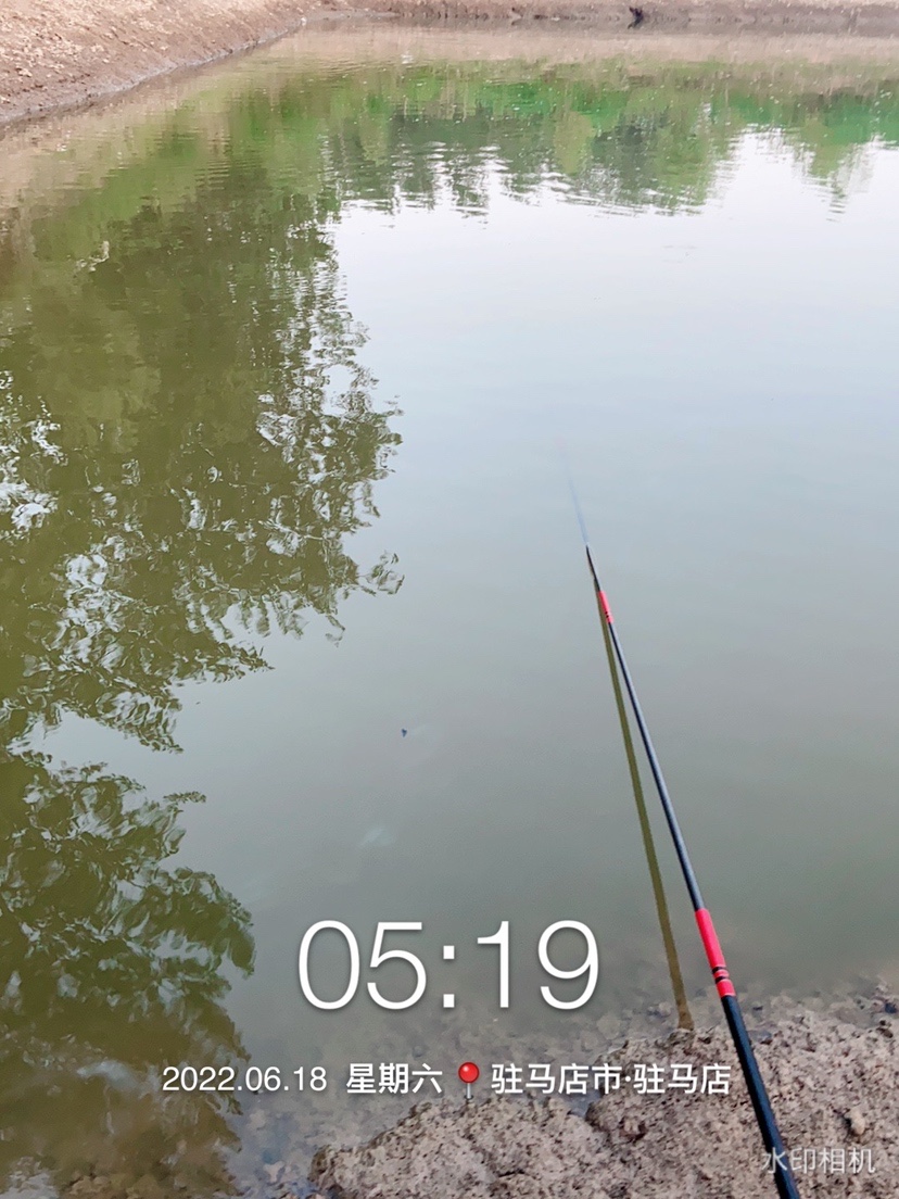 「618」清晨感受雨露清凉，迟来的鲫妹成为收杆鱼