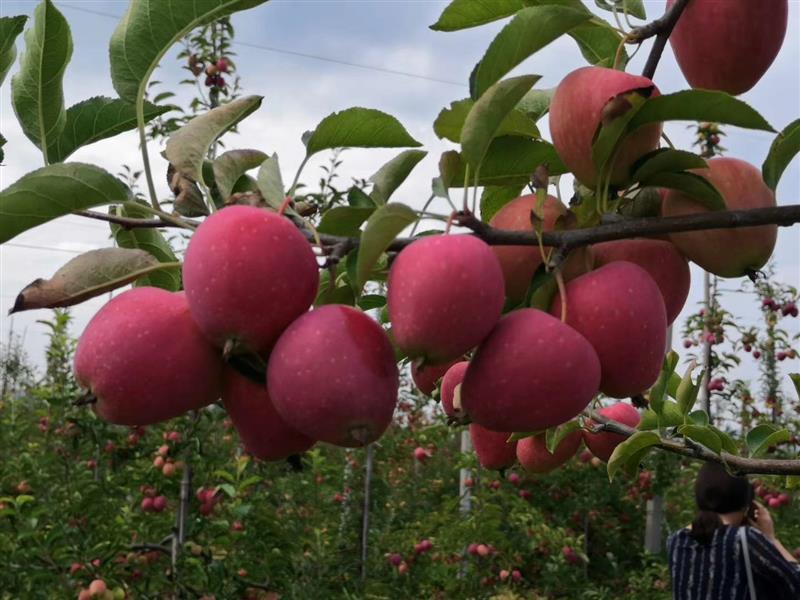 行业洞察与分析,行业洞察是什么意思