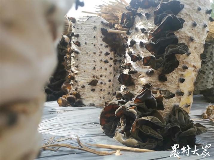 农民青年种植木耳创业故事,种植木耳致富增收