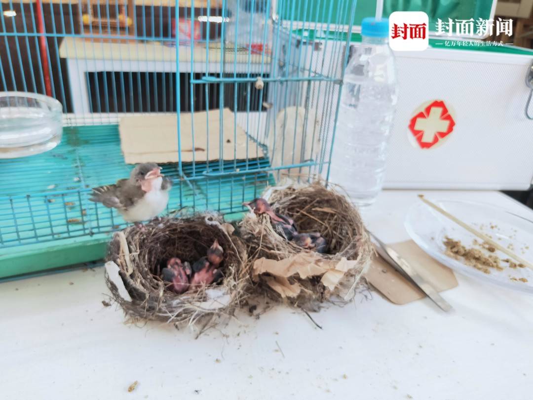 3年前救助过的流浪猫回来了,3只被救助丹顶鹤在中国北疆放飞