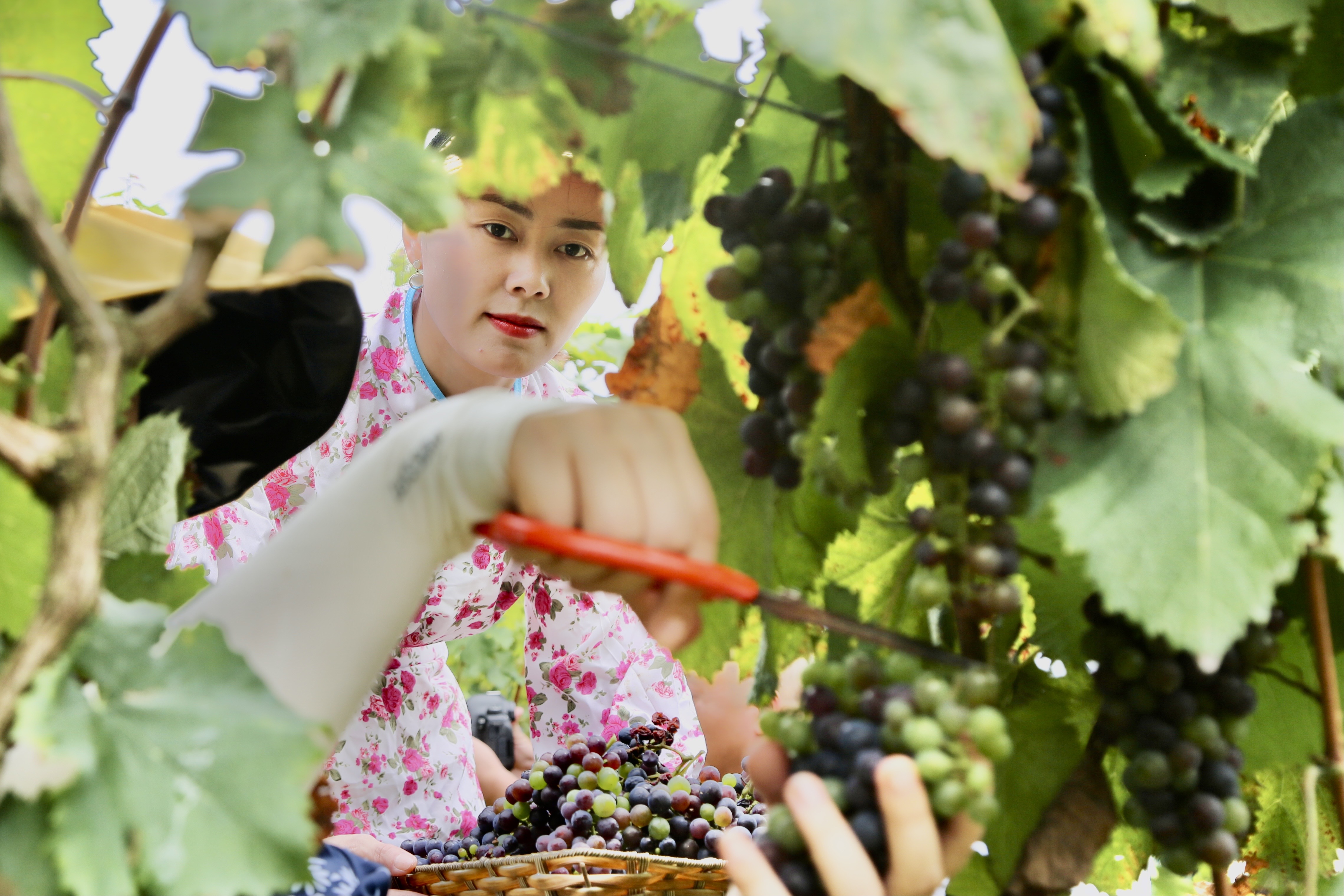 小葡萄撑起脱贫致富大梦想,小葡萄乡村振兴
