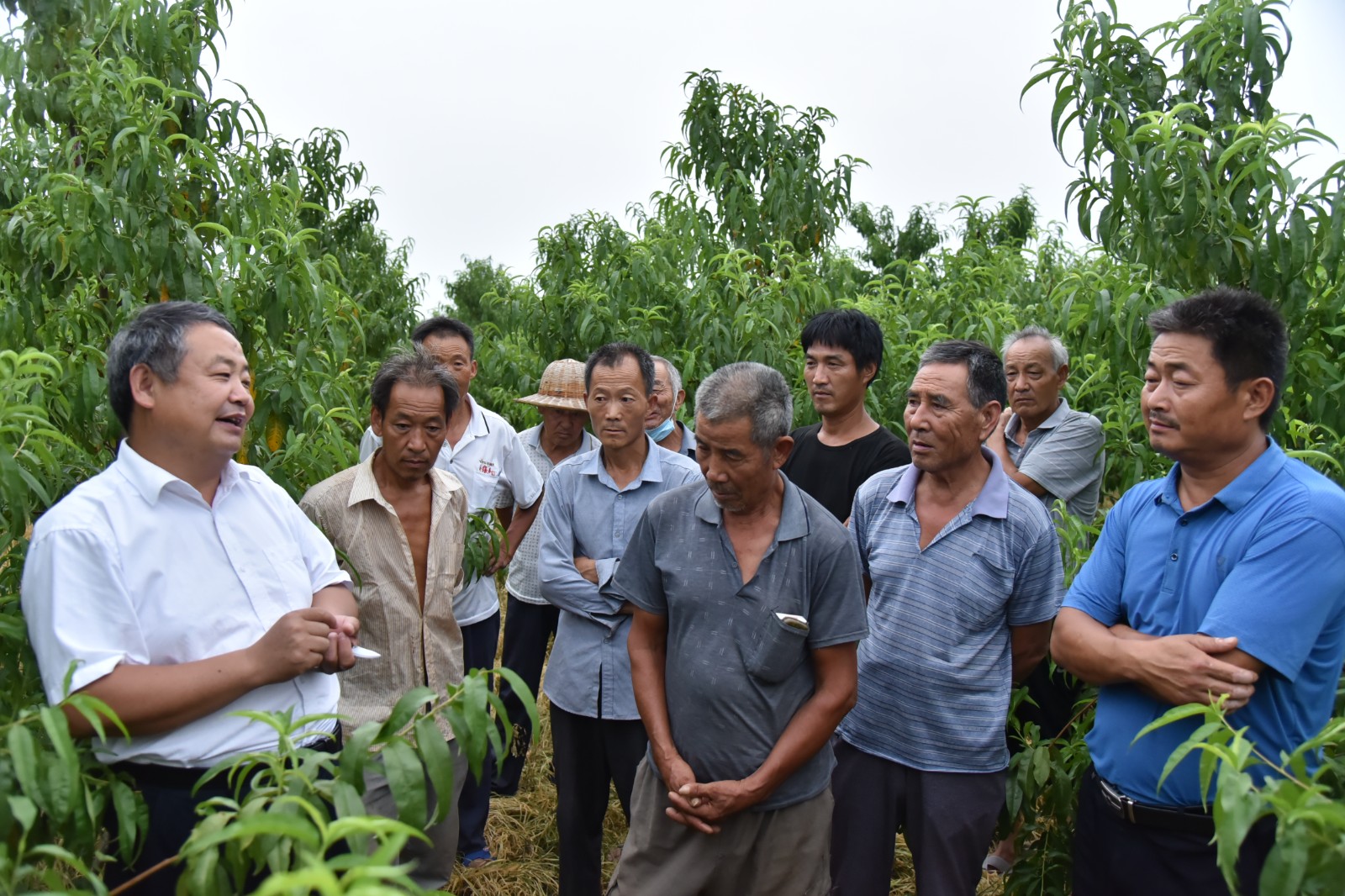 助果农增收新技术,淳化县果农技术培训