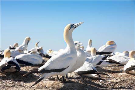 新西兰黑斯廷斯城市,新西兰黑斯廷斯怎么样