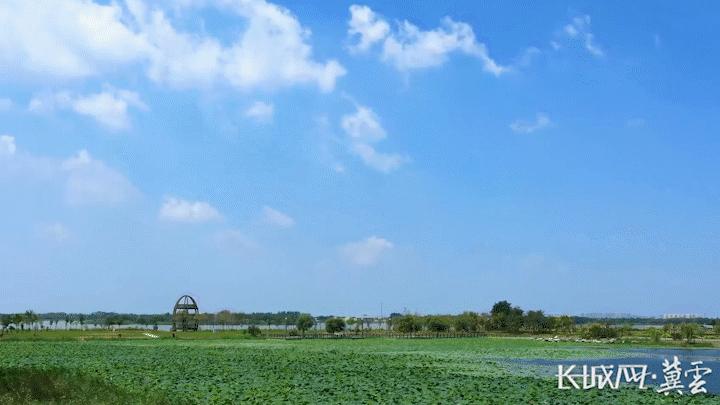 衡水湖国家级自然保护区昆虫种类 (衡水湖昆虫)