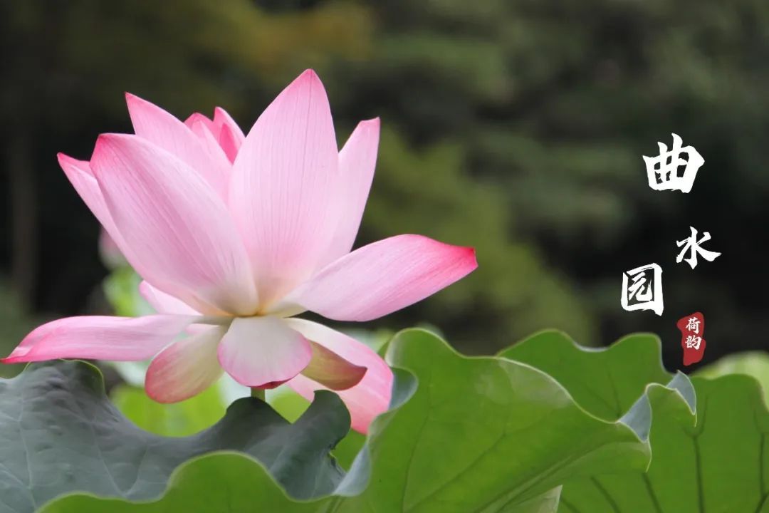 上海曲水园最新消息,上海曲水园公园