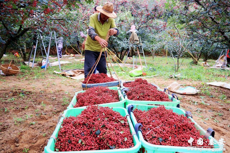 秦安王铺花椒种植技术,秦安多措并举保障花椒丰产丰收