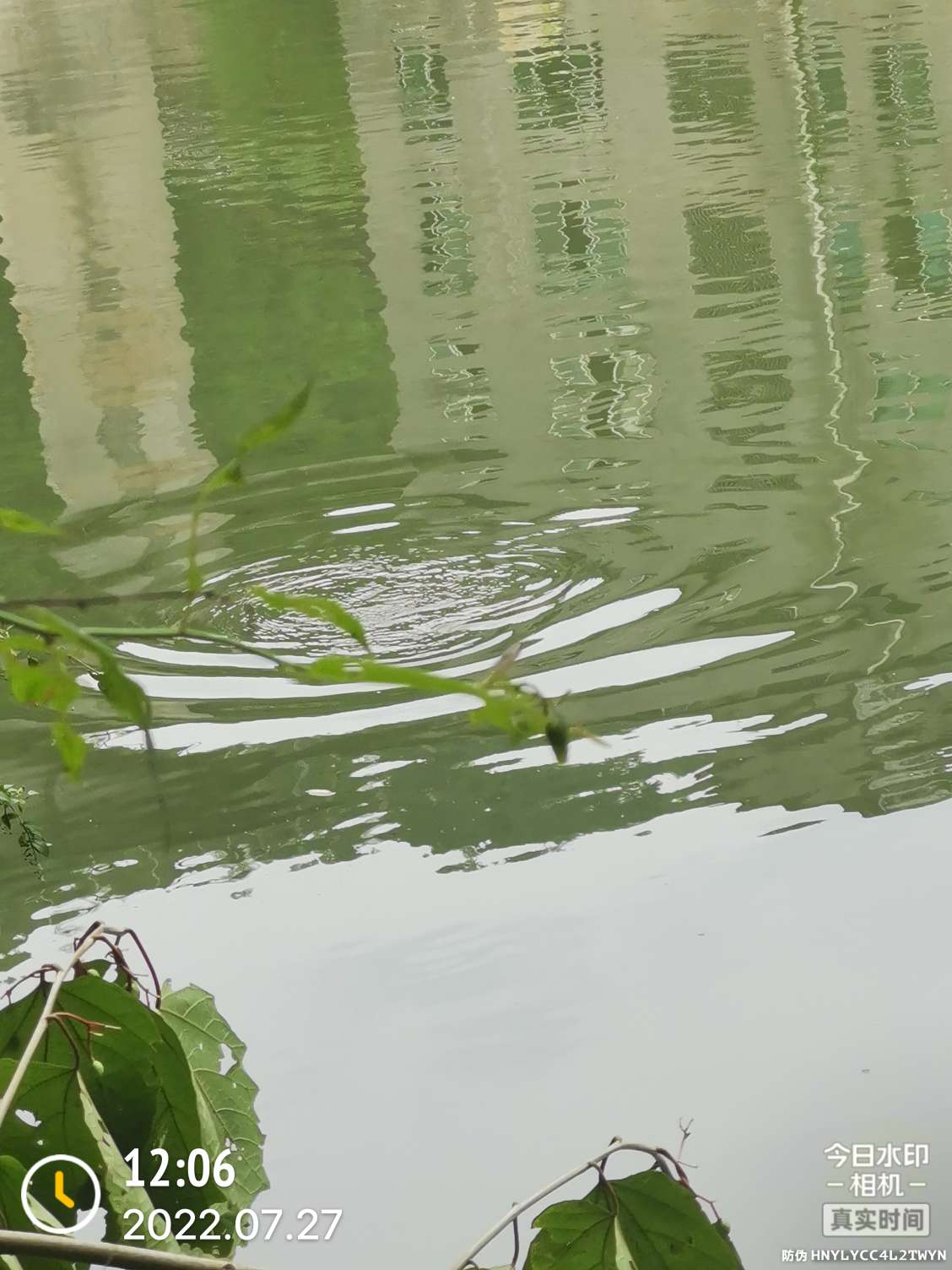 「七月鱼获」骗最憨的巨草！上最憨的洋当