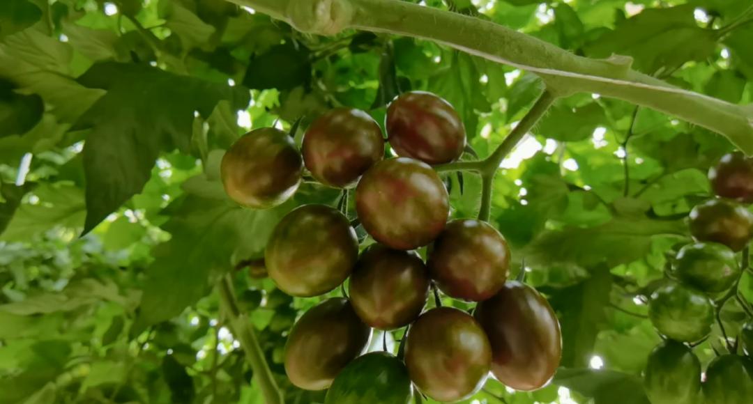 大理弥渡数字农业公园抖音团购,大理弥渡数字农业公园优惠