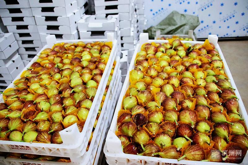 邹平市台子镇十公里水果长廊奉上“甜蜜盛宴”