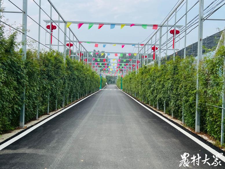 如何管理好大村强村？这个村的办法是：用好网联全村人的微信群