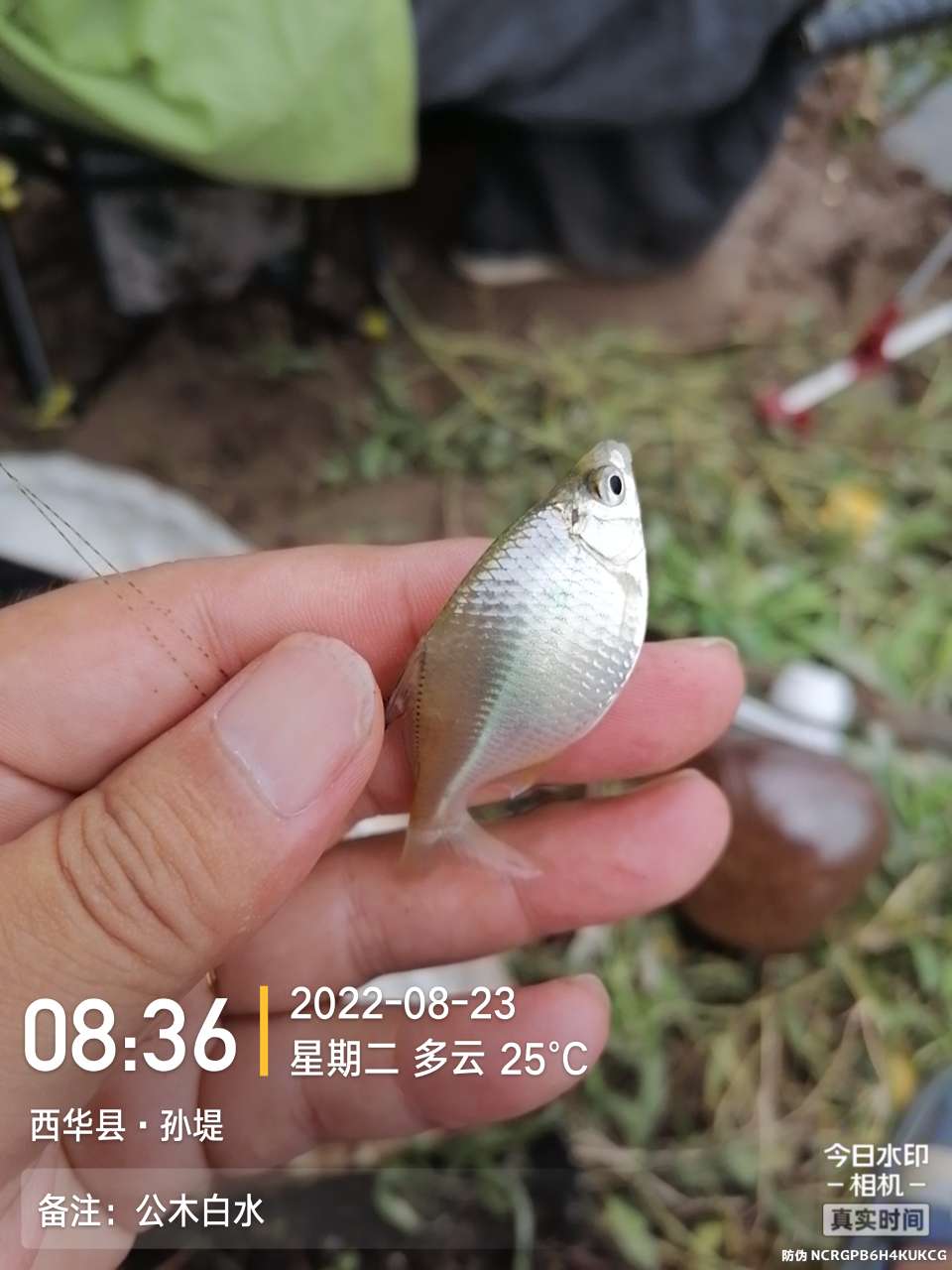 8月里面的鱼怎么钓,钓位选什么鱼最好