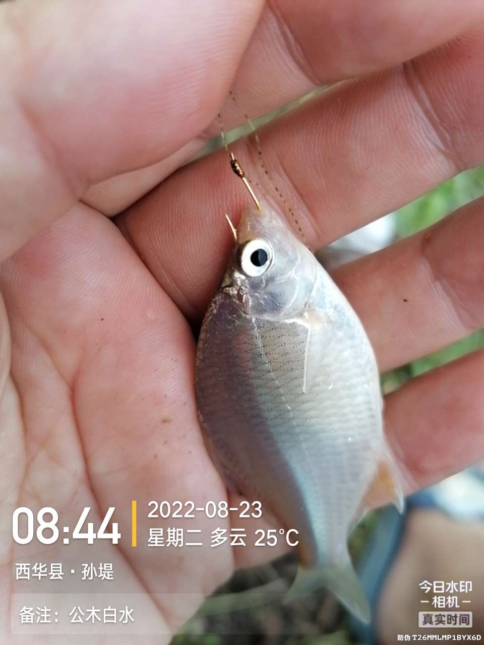 8月里面的鱼怎么钓,钓位选什么鱼最好