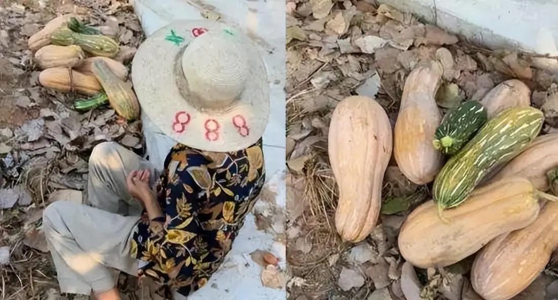 组团偷瓜老人处理结果,老人组团偷瓜怎么处理