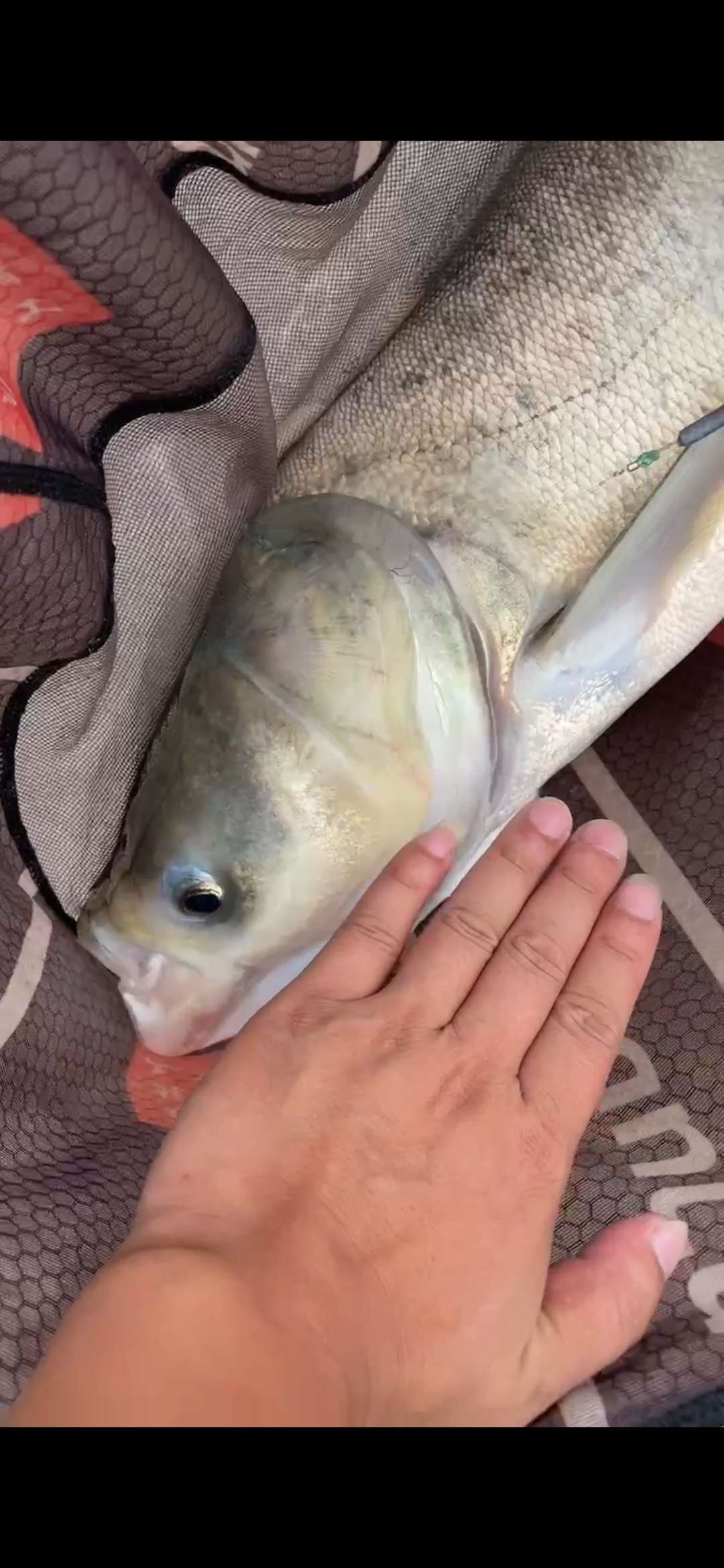 「浮钓2095」2095初显成效！野钓、黑坑果然通杀