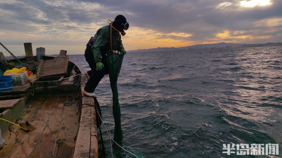 桂东出海记丨猛子将，海底捞！高风险，水上漂！好宝贝，浪里淘！揭秘胶州湾深潜捕捞者